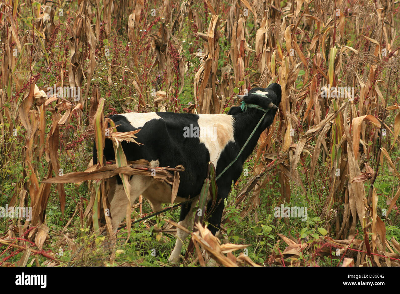 Un taureau Holstein mangeant tiges de maïs dans un champ les agriculteurs à Cotacachi (Équateur) Banque D'Images