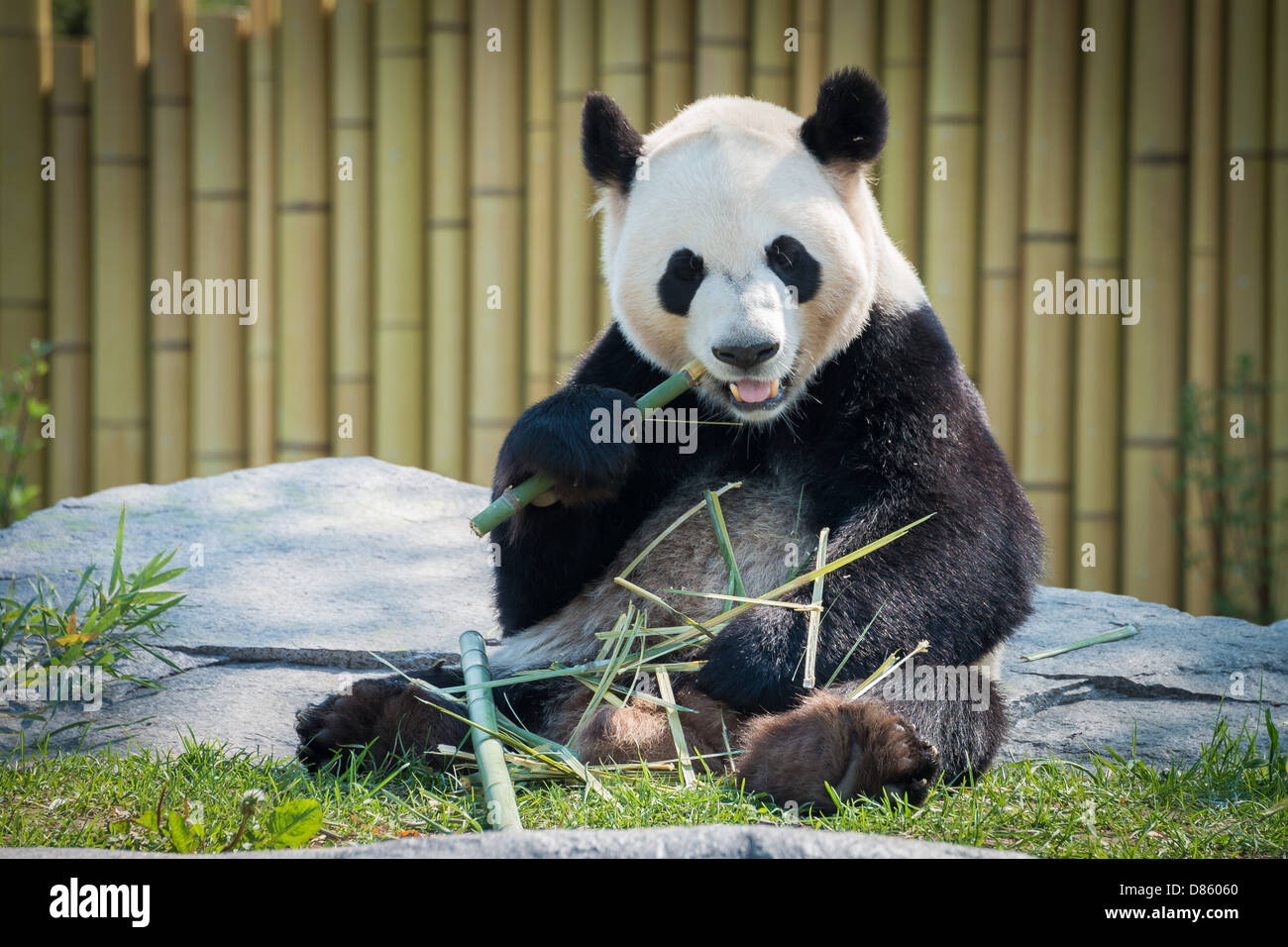 Zoo de Toronto pandas. Banque D'Images