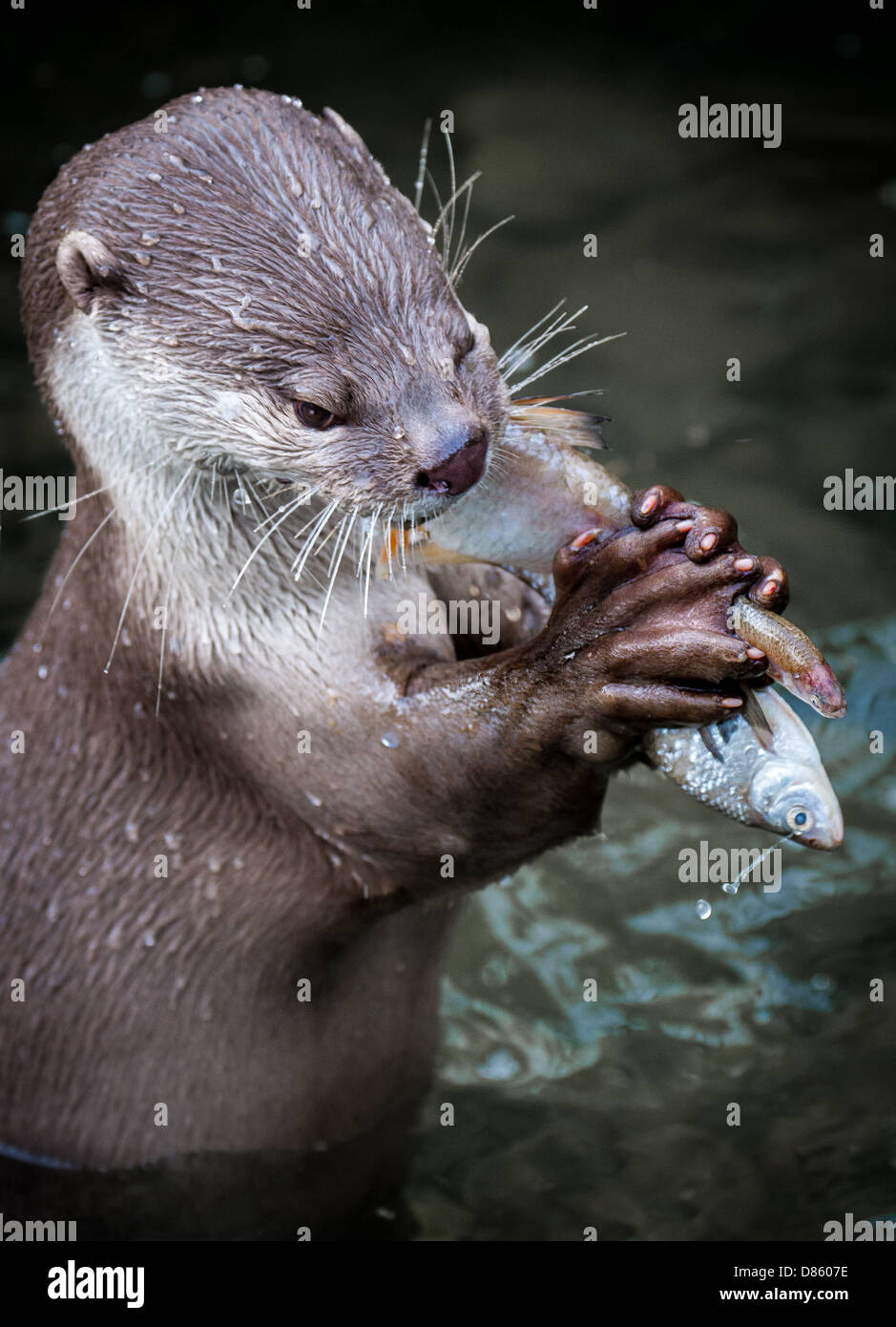 Otter de manger du poisson au zoo Banque D'Images