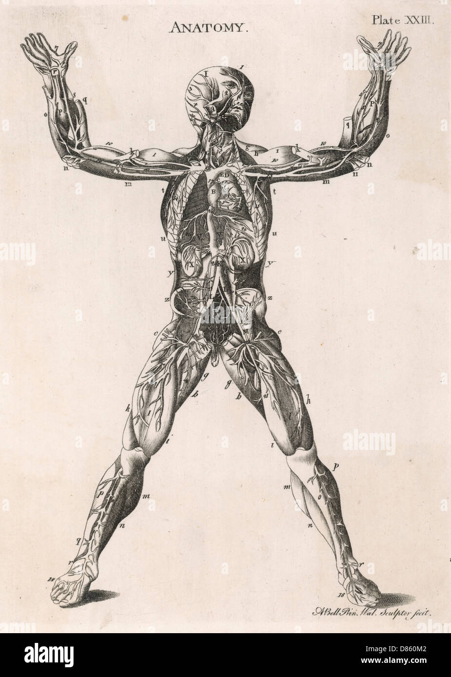 Dessin anatomique du corps humain Banque D'Images