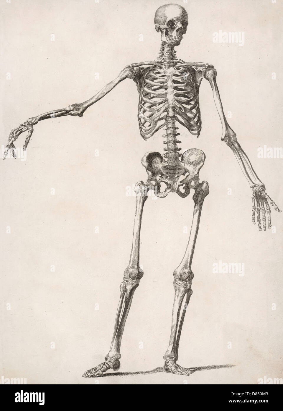 Un squelette humain Banque D'Images