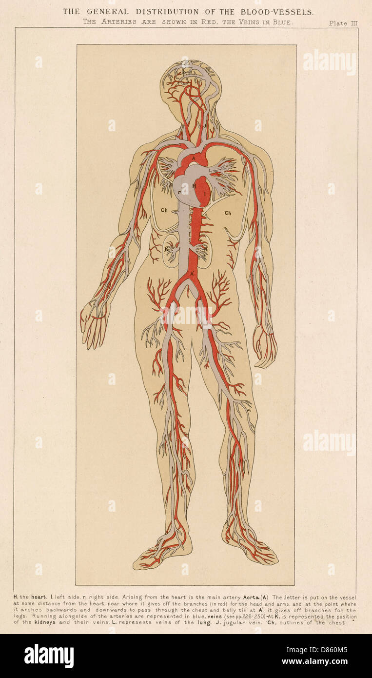 Corps humain avec vaisseaux sanguins Banque D'Images
