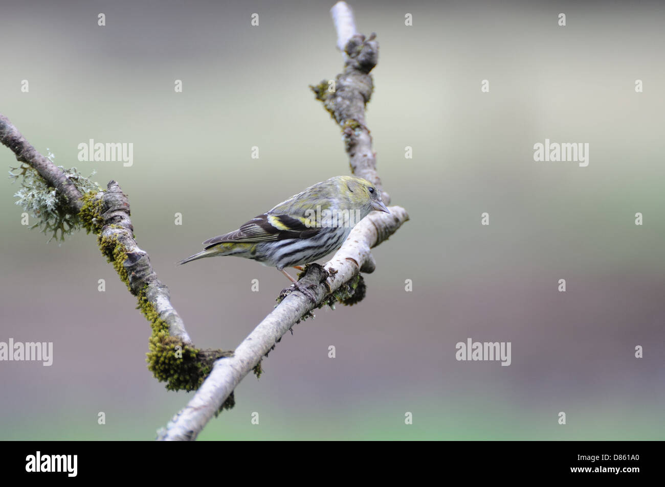 Un Tarin des pins (Carduelis spinus) à la RSPB masquer Lochwinnoch, Renfrewshire, en Écosse, au Royaume-Uni. Banque D'Images