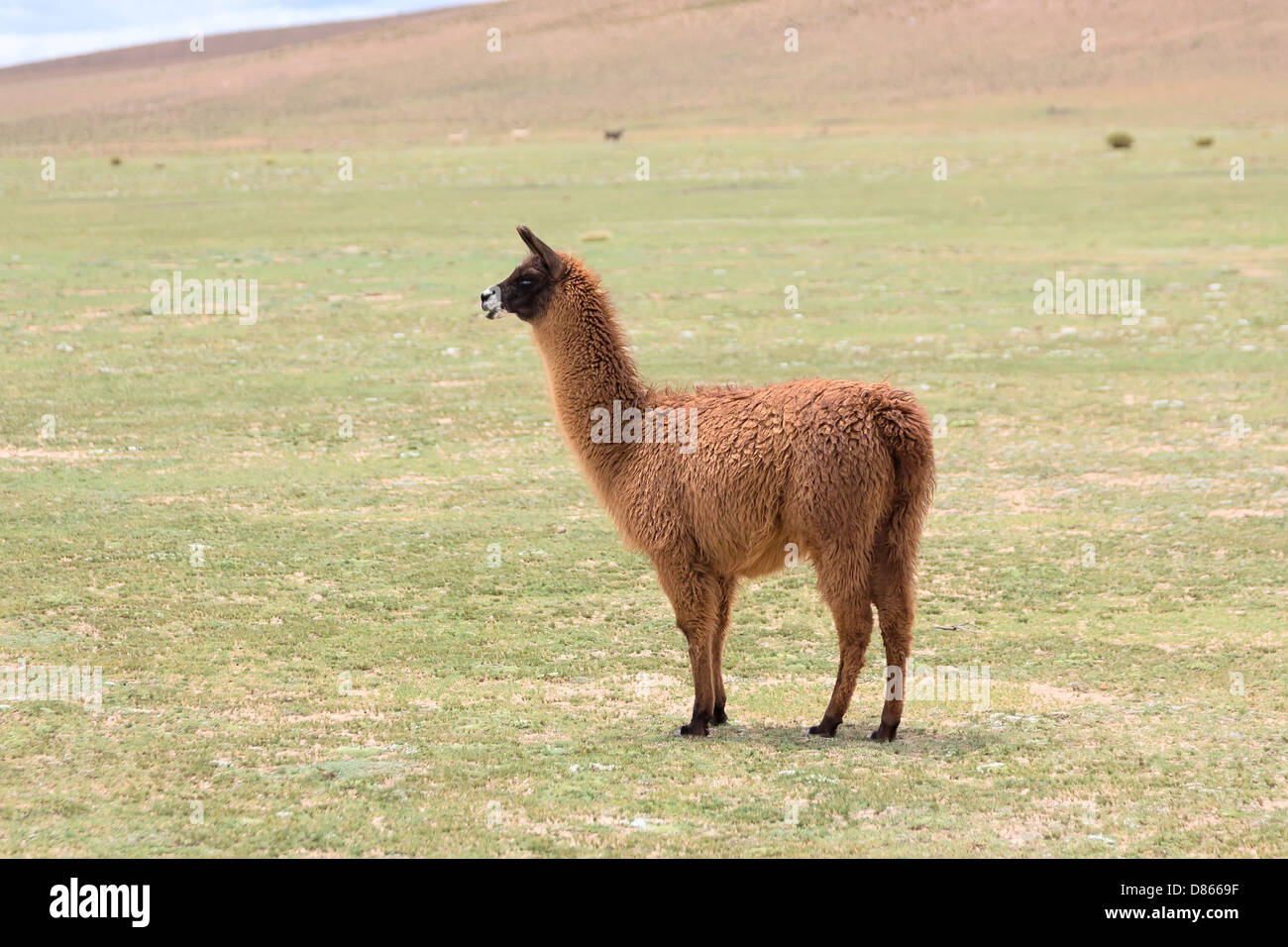 Vue latérale du llama dans un pré, Bolivie Banque D'Images