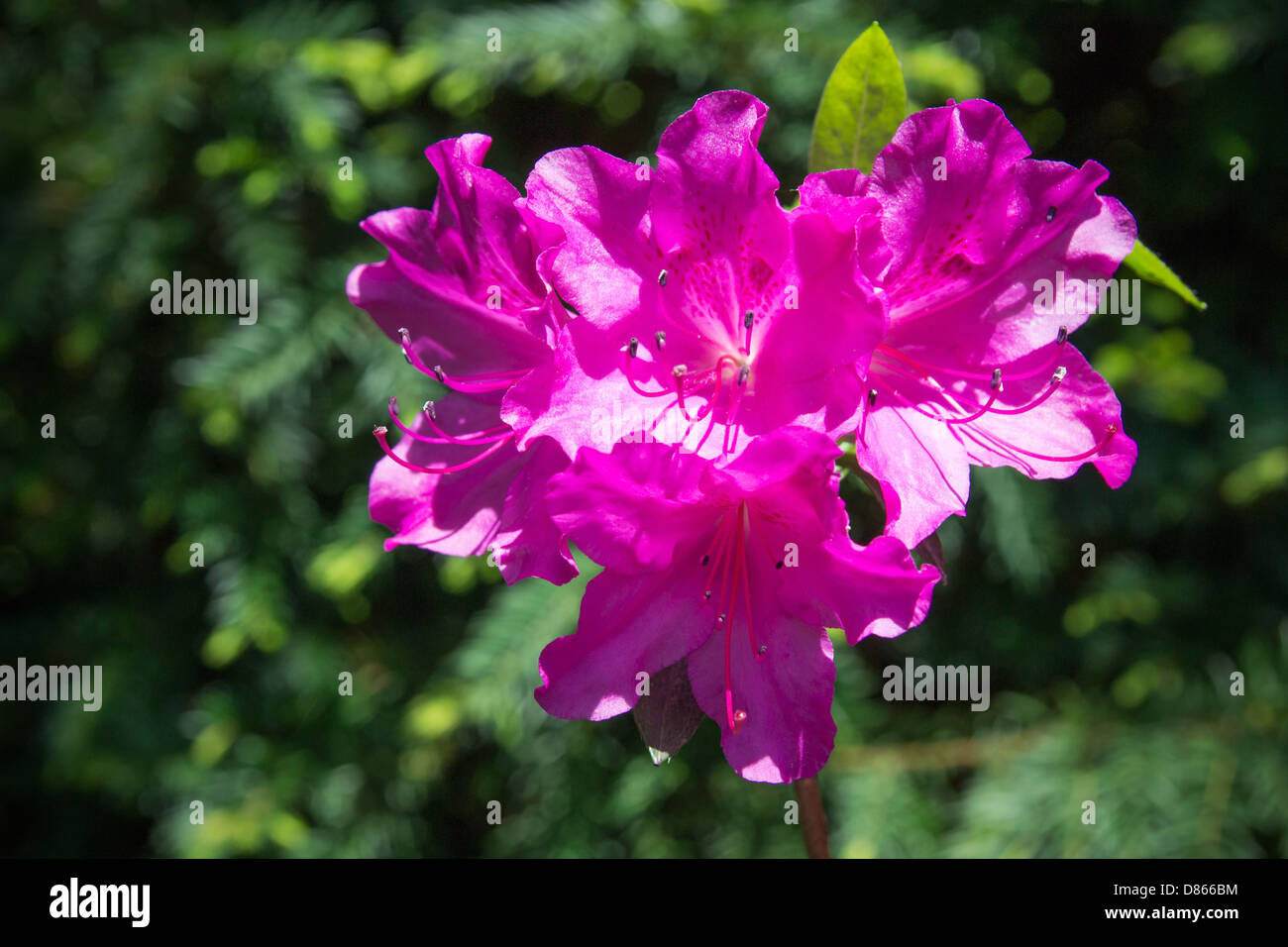 Rhododendron close-up, selective focus Banque D'Images