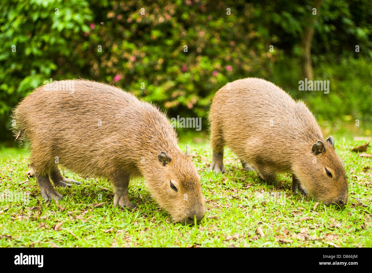 Capybara (Hydrochoerus hydrochaeris), le plus gros rongeur du monde, sur  les rives de la rivière d'Itajai Photo Stock - Alamy