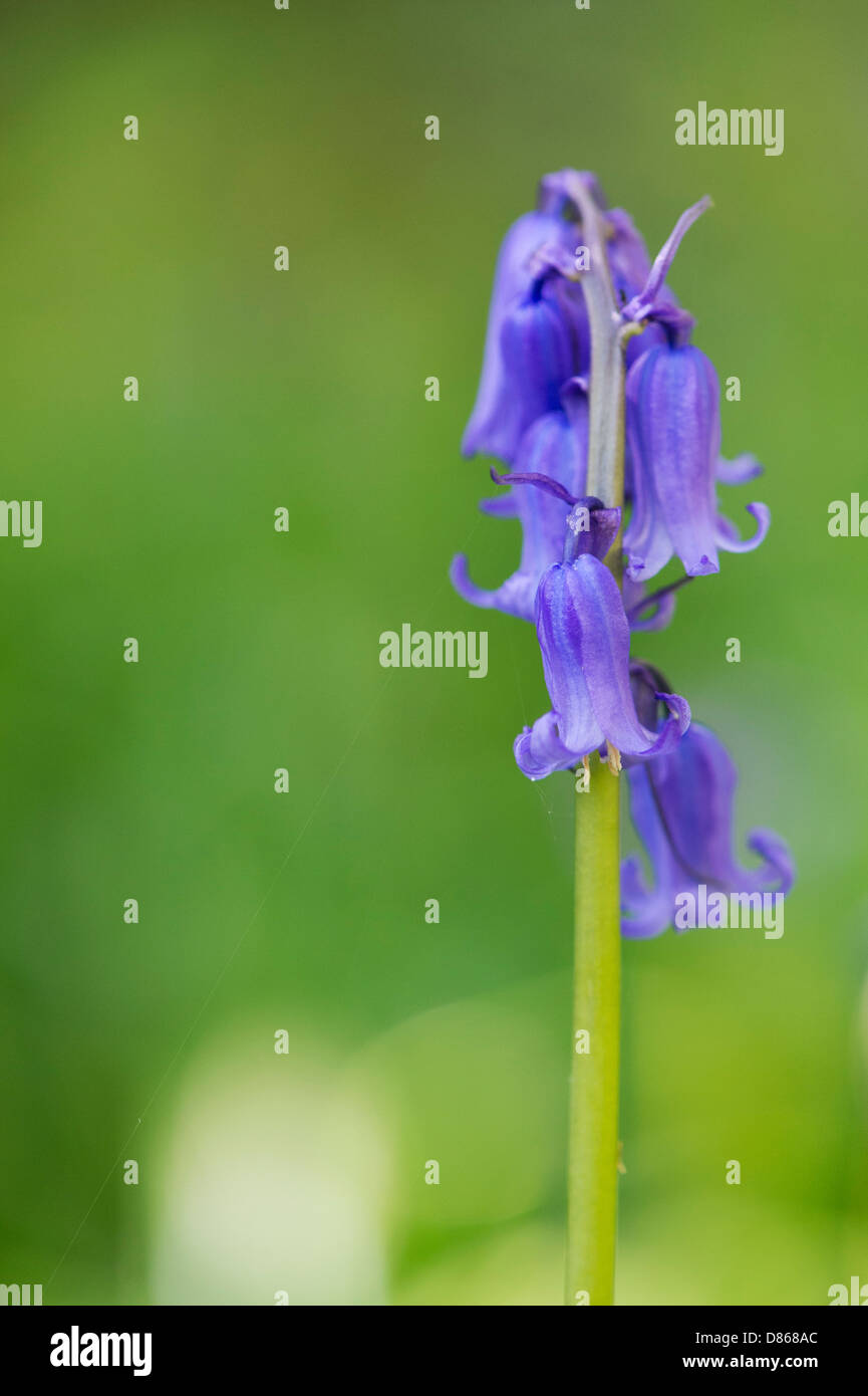 Hyacinthoides non scripta. Dans une fleur Bluebell English woodland Banque D'Images