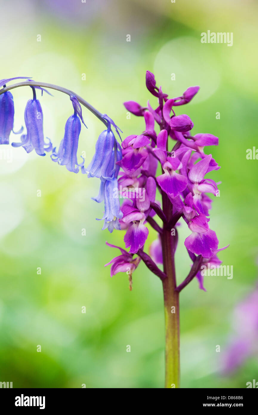 Orchis mascula . Early Purple orchid Bluebell et dans la campagne anglaise Banque D'Images
