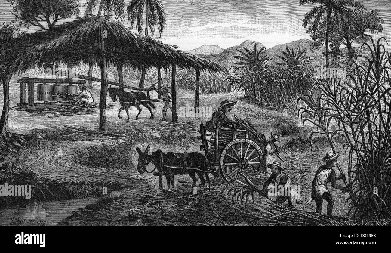 Plantation de sucre des Antilles Banque D'Images