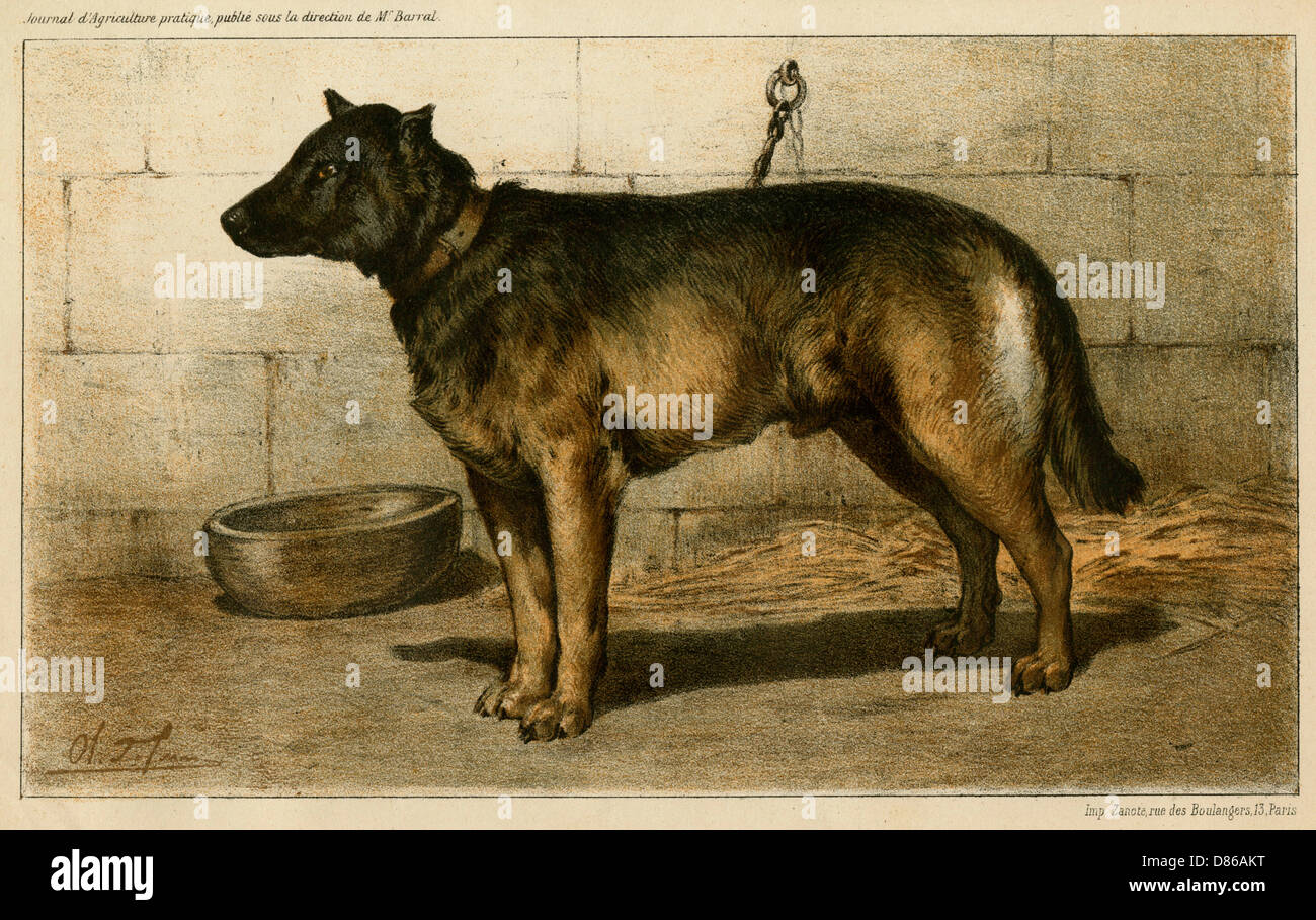 Chien de bétail au spectacle canin de Paris 1863 Banque D'Images