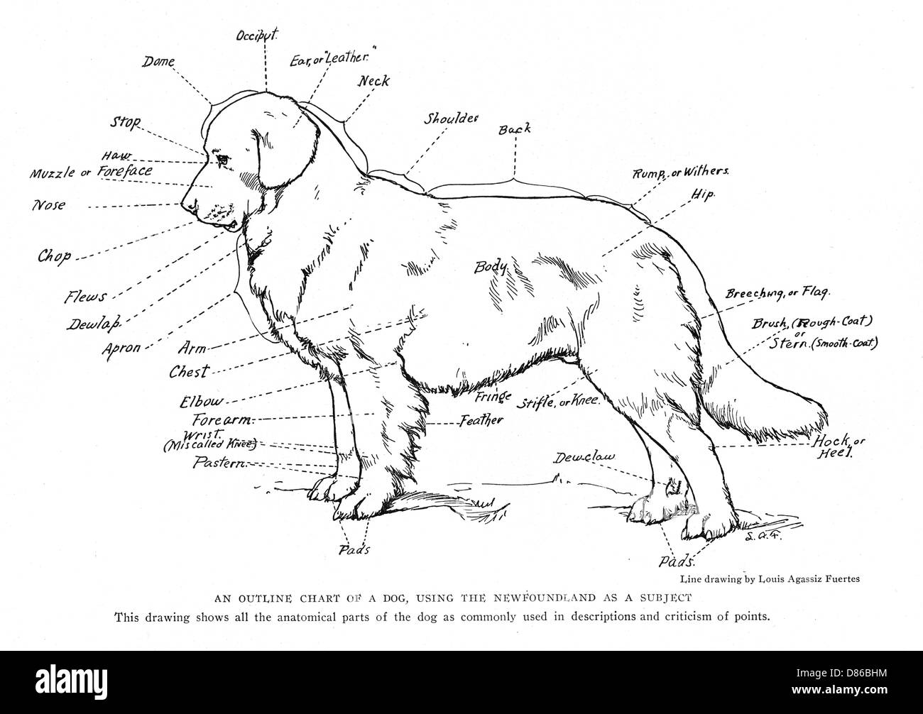 Schéma anatomique d'un chien de Terre-Neuve Banque D'Images