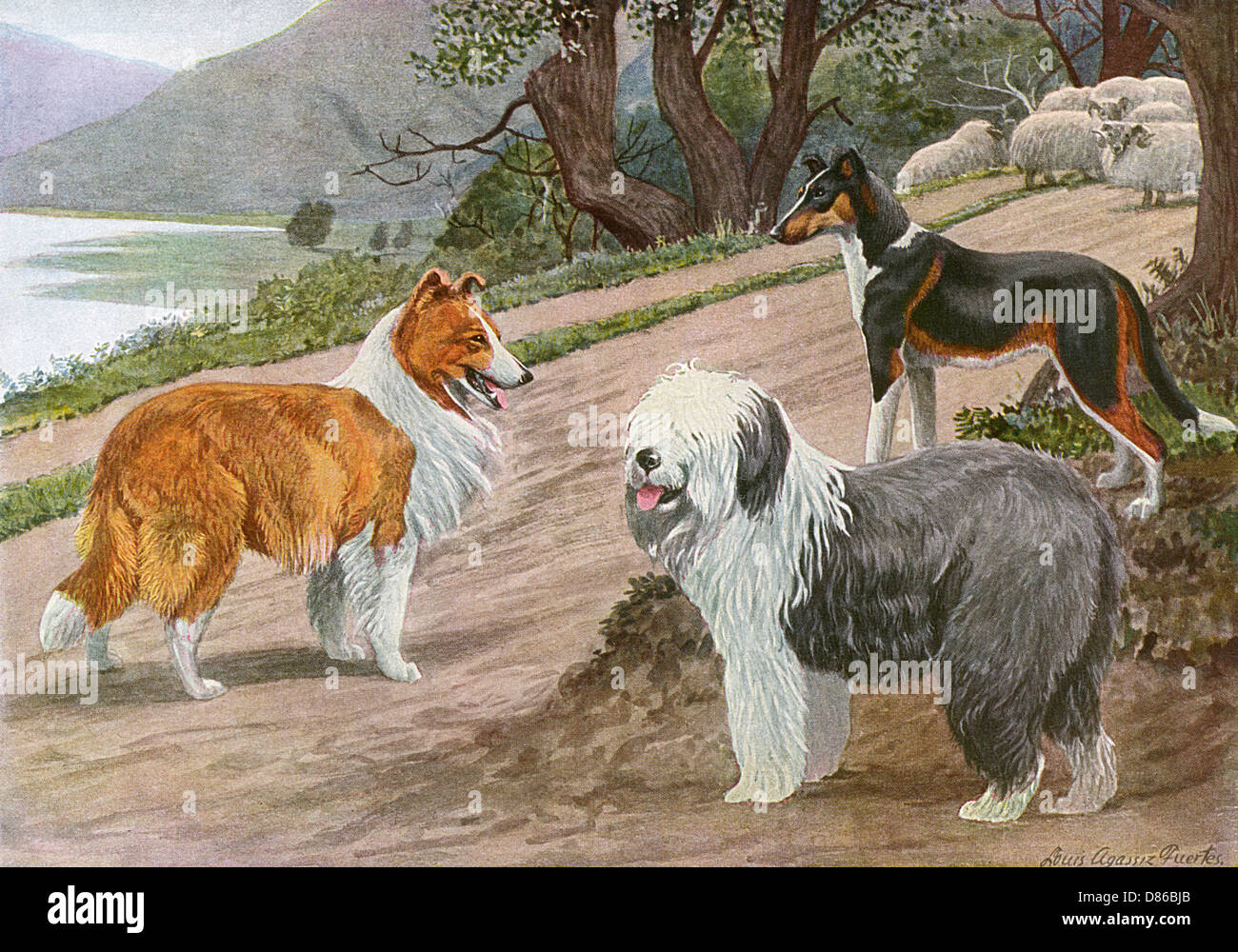 Collie, Old English Sheep Dog et Smooth Collie Banque D'Images