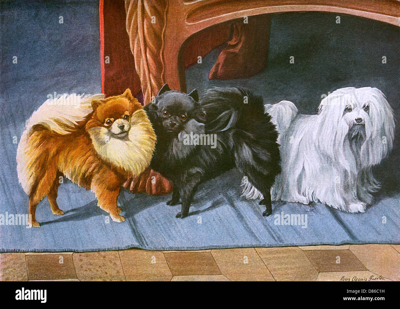 Pomeraniens, Terrier maltais Banque D'Images