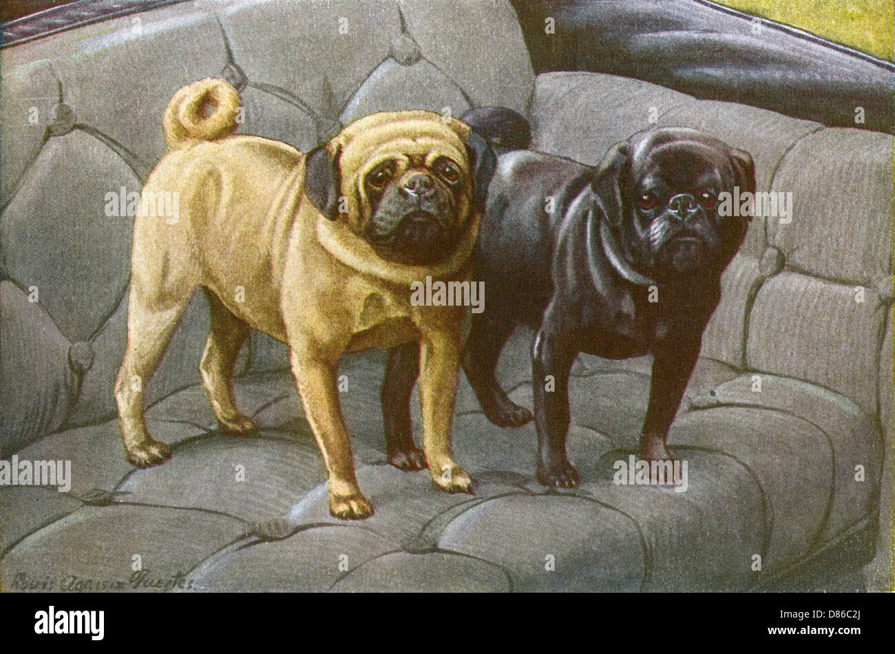 Deux chiens sur un canapé Banque D'Images