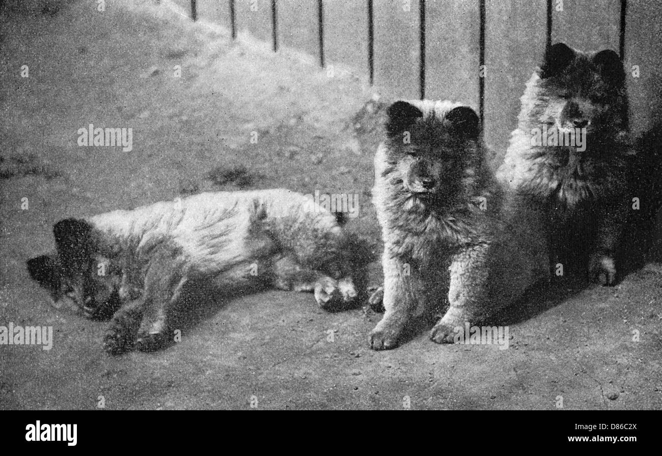 Dog chow chow chow chow three Banque d images noir et blanc Alamy