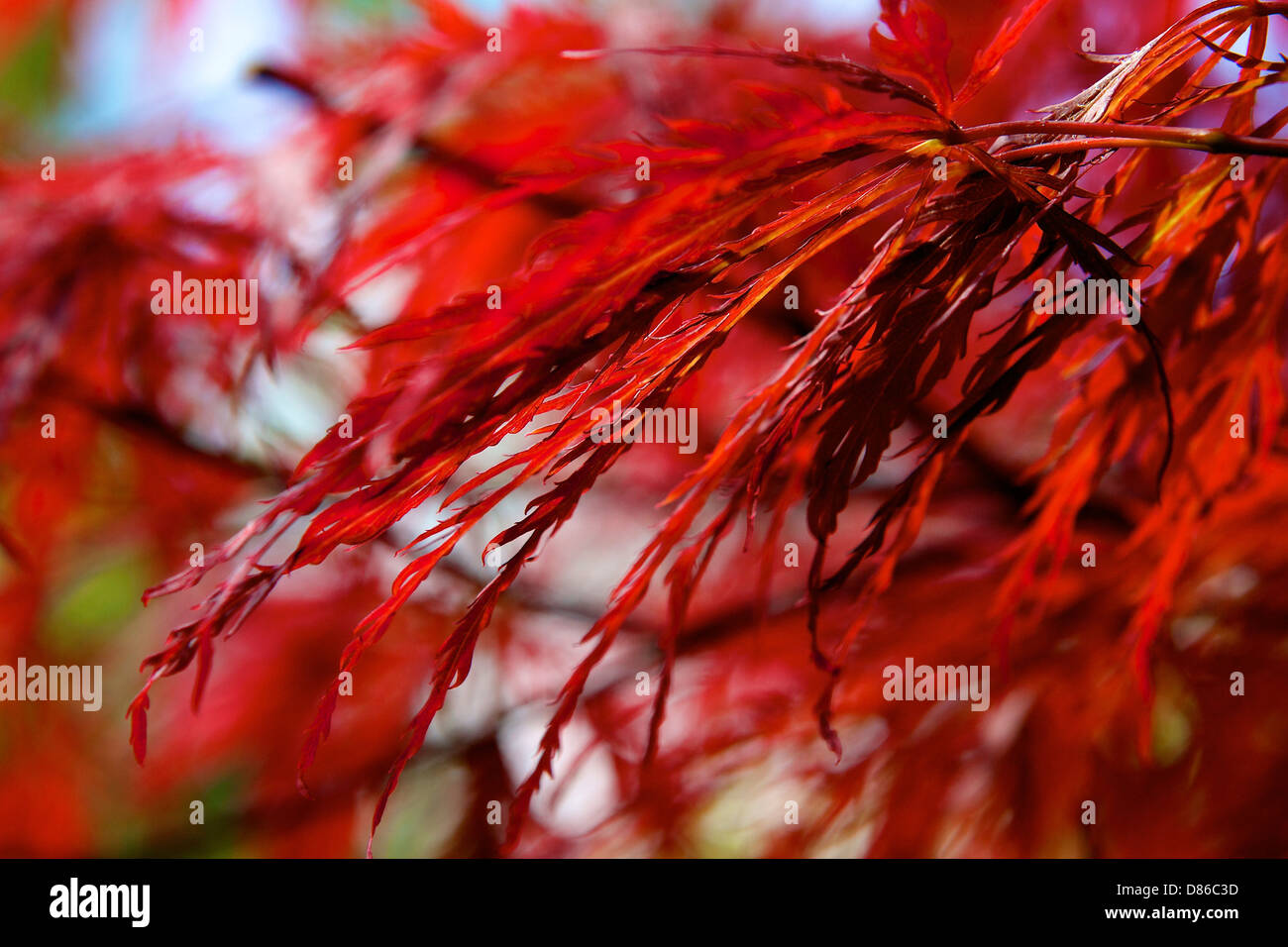 Acer japonais laisse libre Banque D'Images