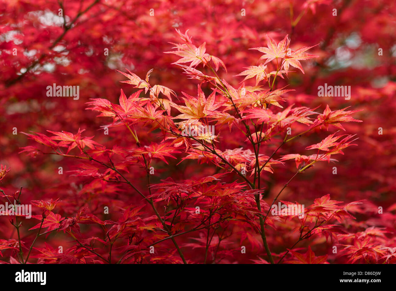 Acer japonais laisse libre Banque D'Images