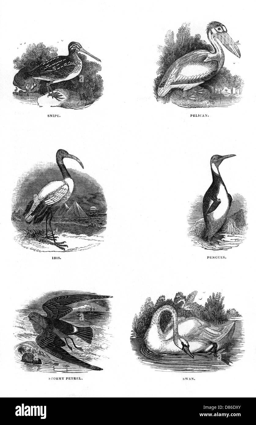 Divers oiseaux Banque D'Images