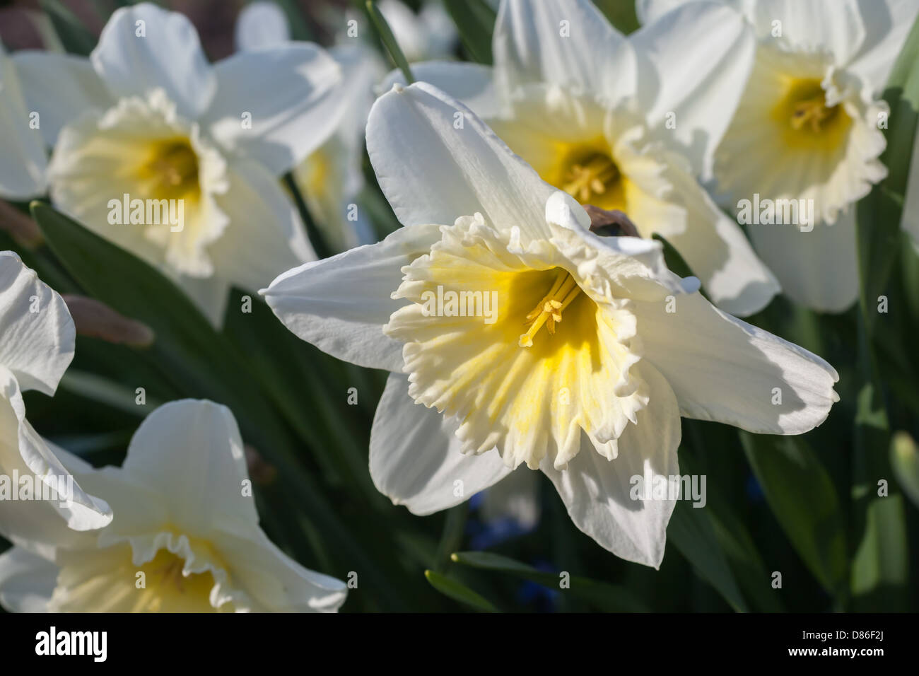 Fleurs de Narcisse Banque D'Images