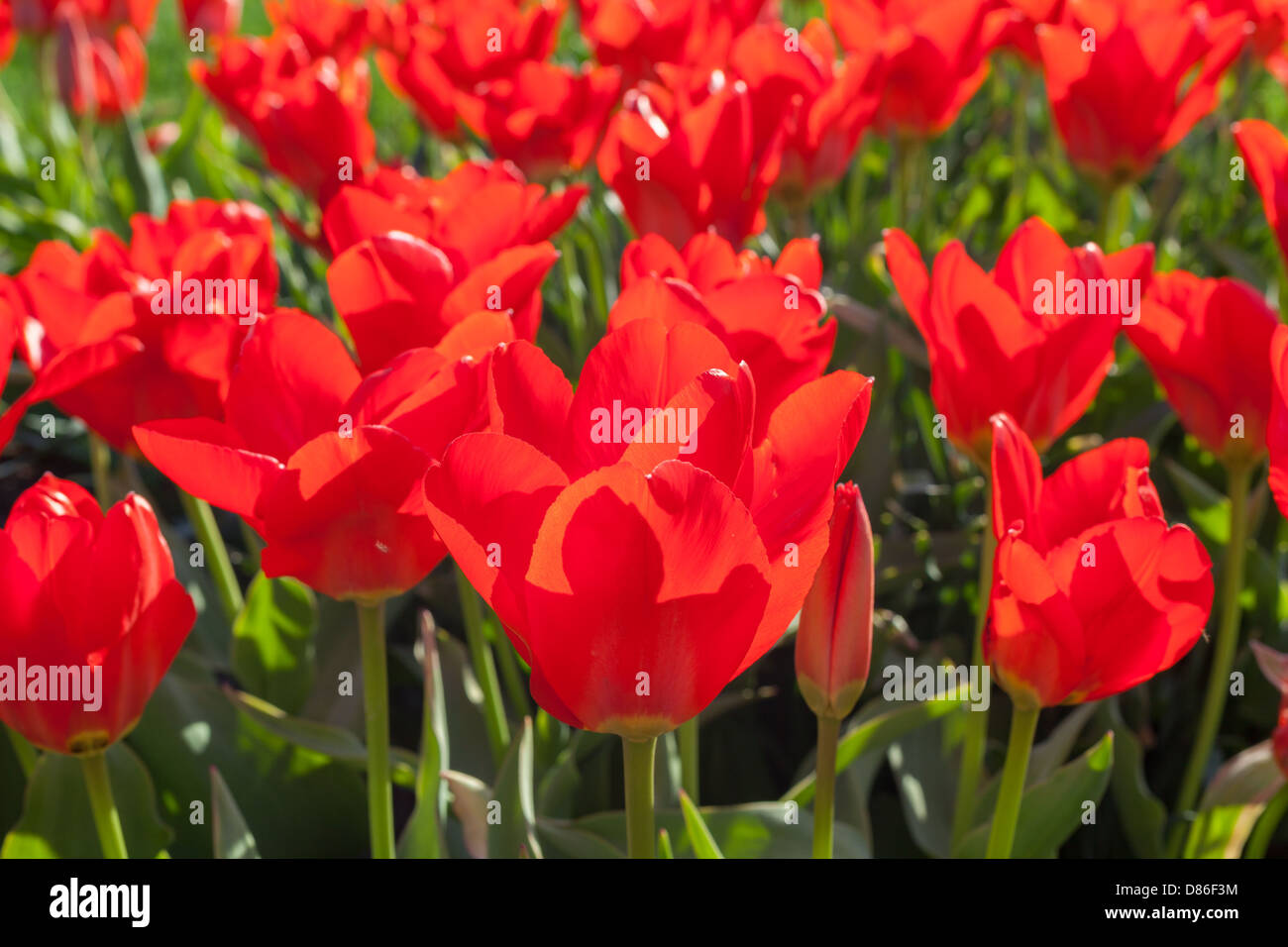 Tulipe rouge Banque D'Images