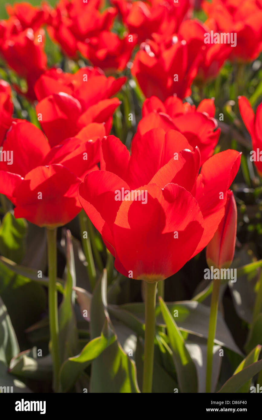 Tulipe rouge Banque D'Images