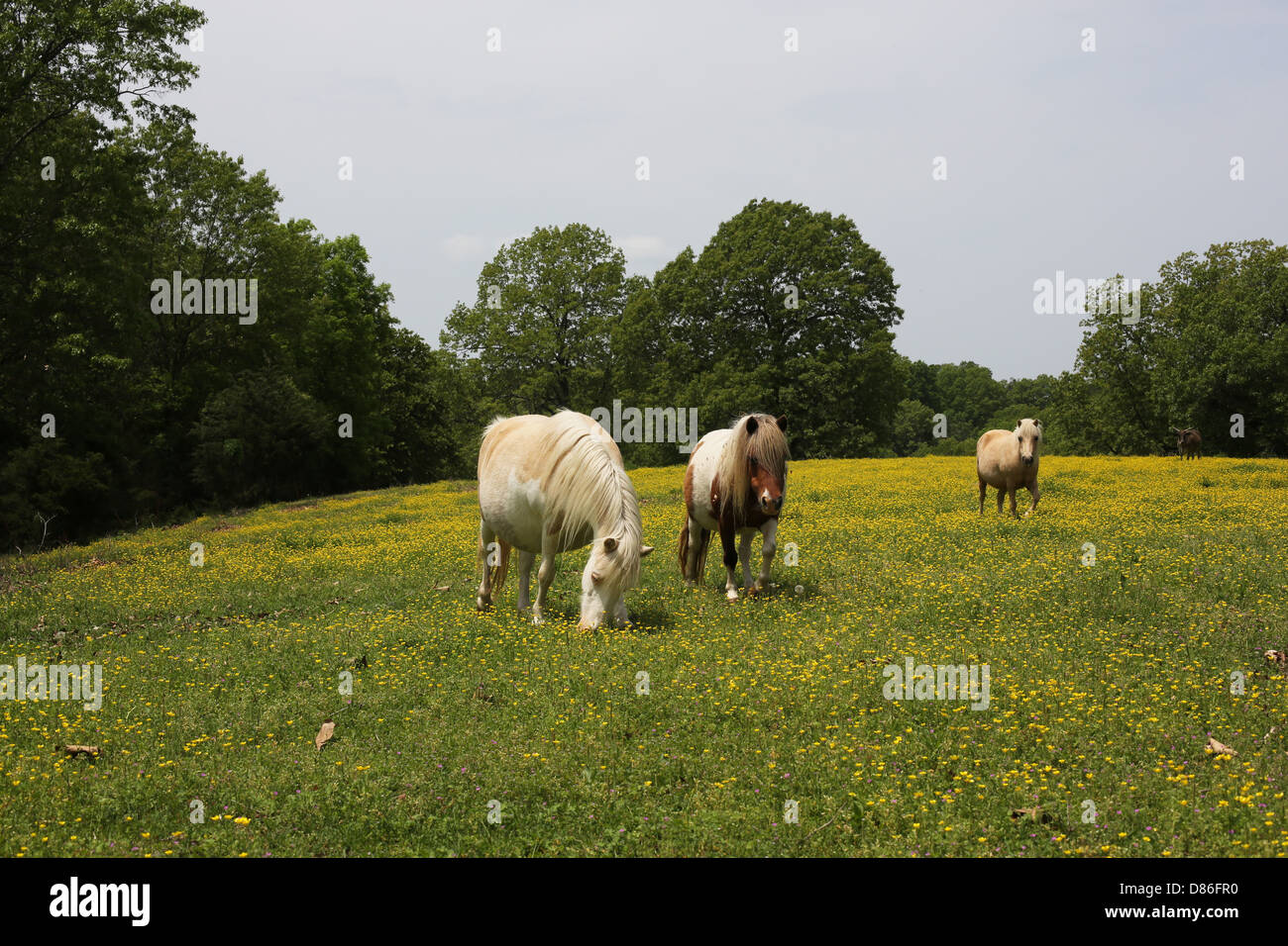 Chevaux Miniatures qui paissent dans un champ. Banque D'Images