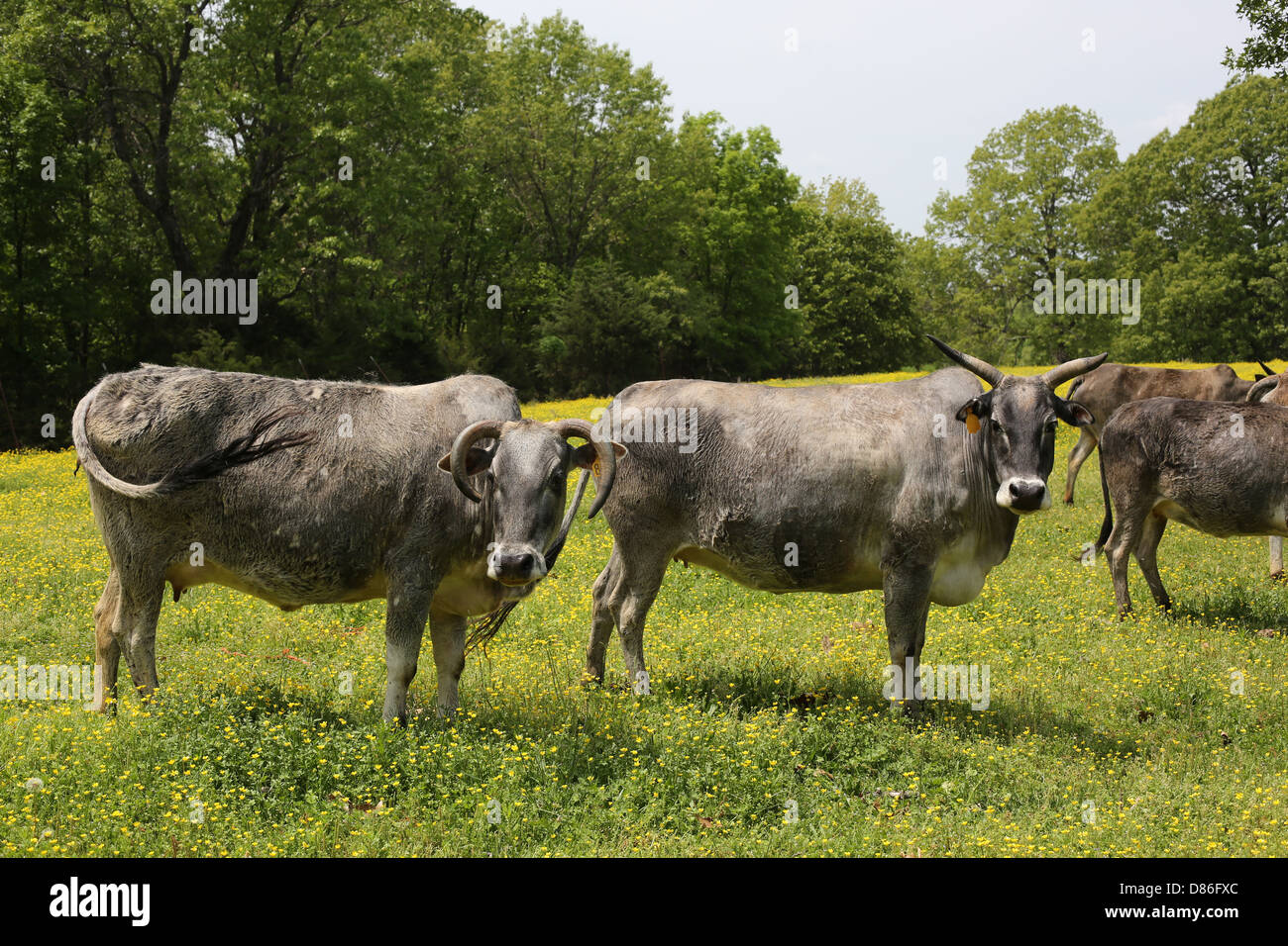 Bétail de Brahman debout dans un champ. Banque D'Images