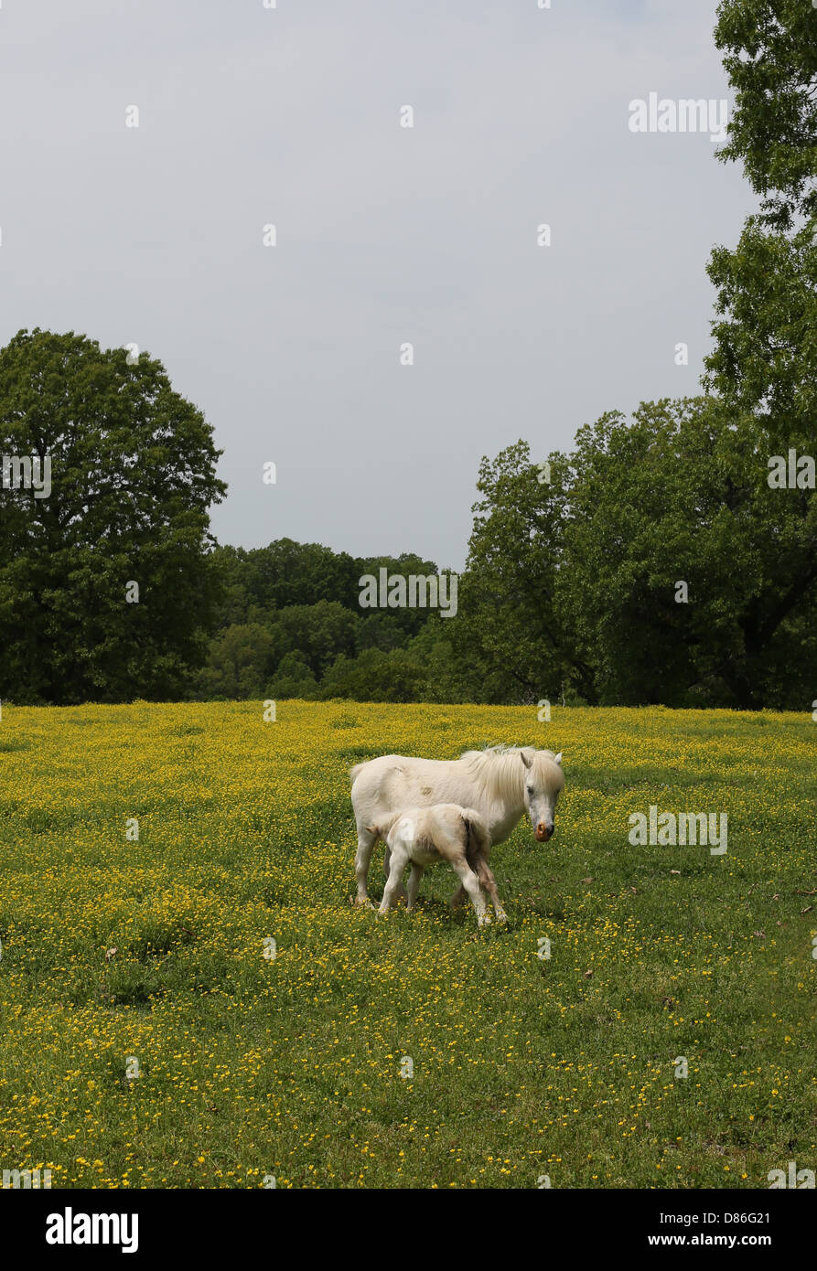 Une mère cheval miniature d'allaiter son bébé. Banque D'Images