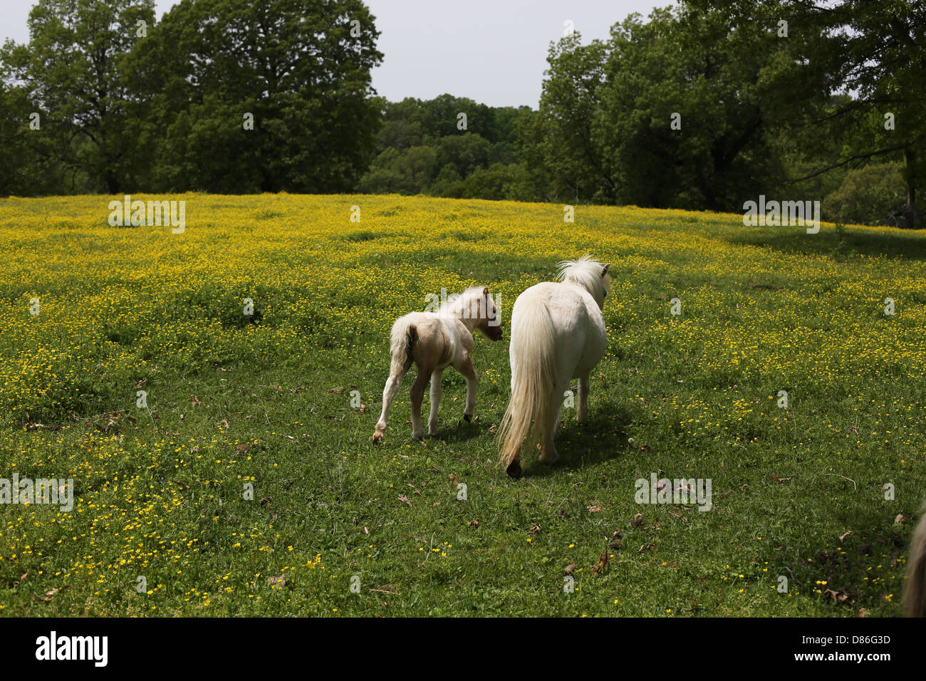 Une mère et son bébé chevaux miniatures dans un champ. Banque D'Images