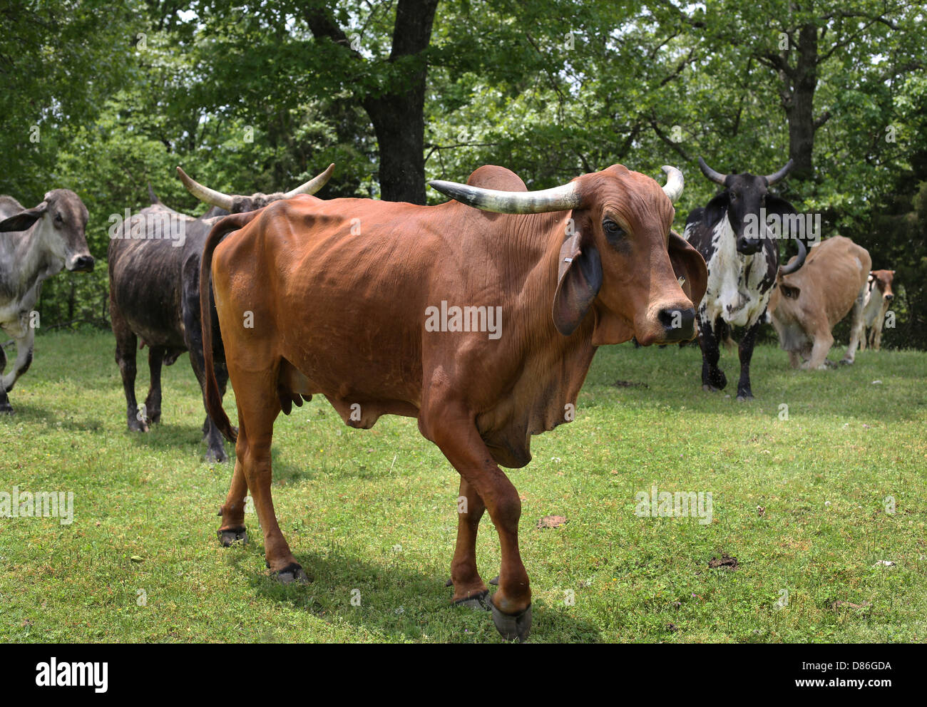 Bovins Watusi et Brahman dans un champ. Banque D'Images