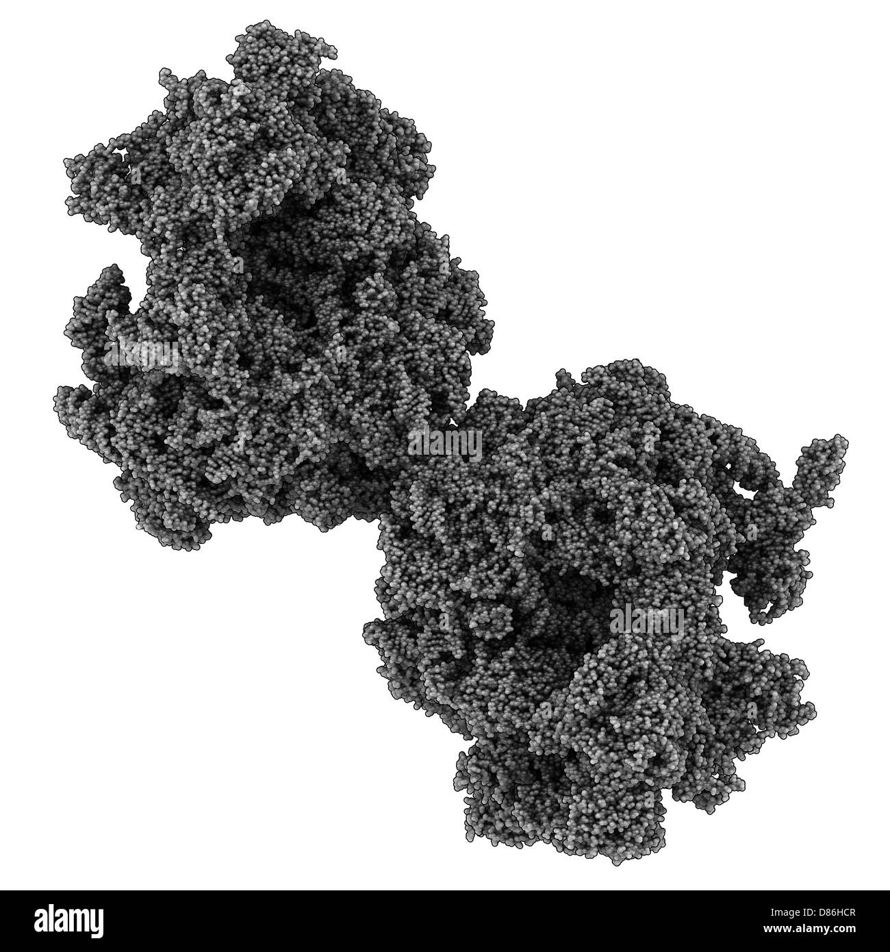Ribosome eucaryote (80S, de la levure de boulangerie). Le ribosome est composé de protéines et d'ARN. Banque D'Images