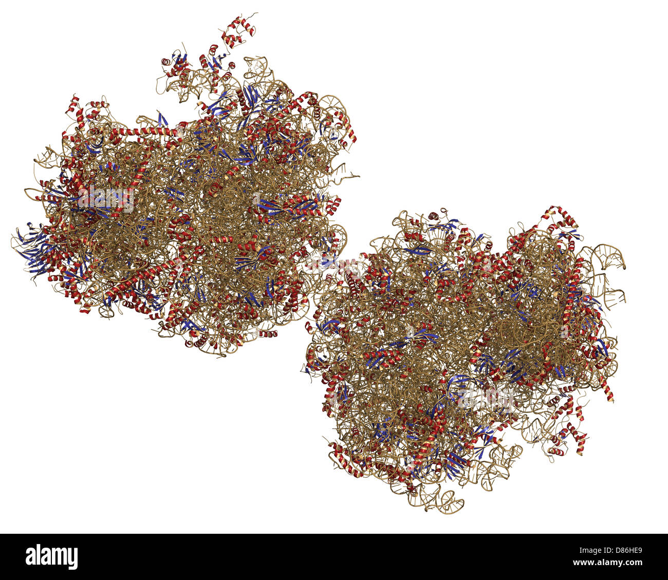 Ribosome des eucaryote Banque de photographies et d’images à haute ...