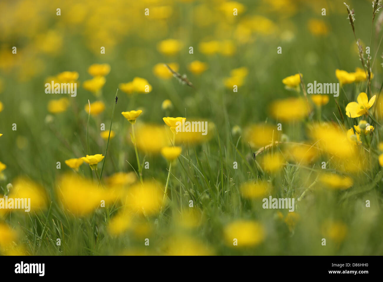 Renoncules dans les champs avec deux insectes sur des brins d'herbe, focus relevant principalement sur ces bugs. shallow DOF Banque D'Images
