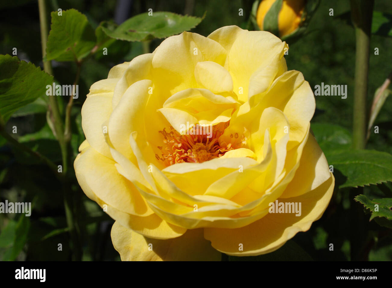 Une fleur de rose jaune en fleur Banque D'Images