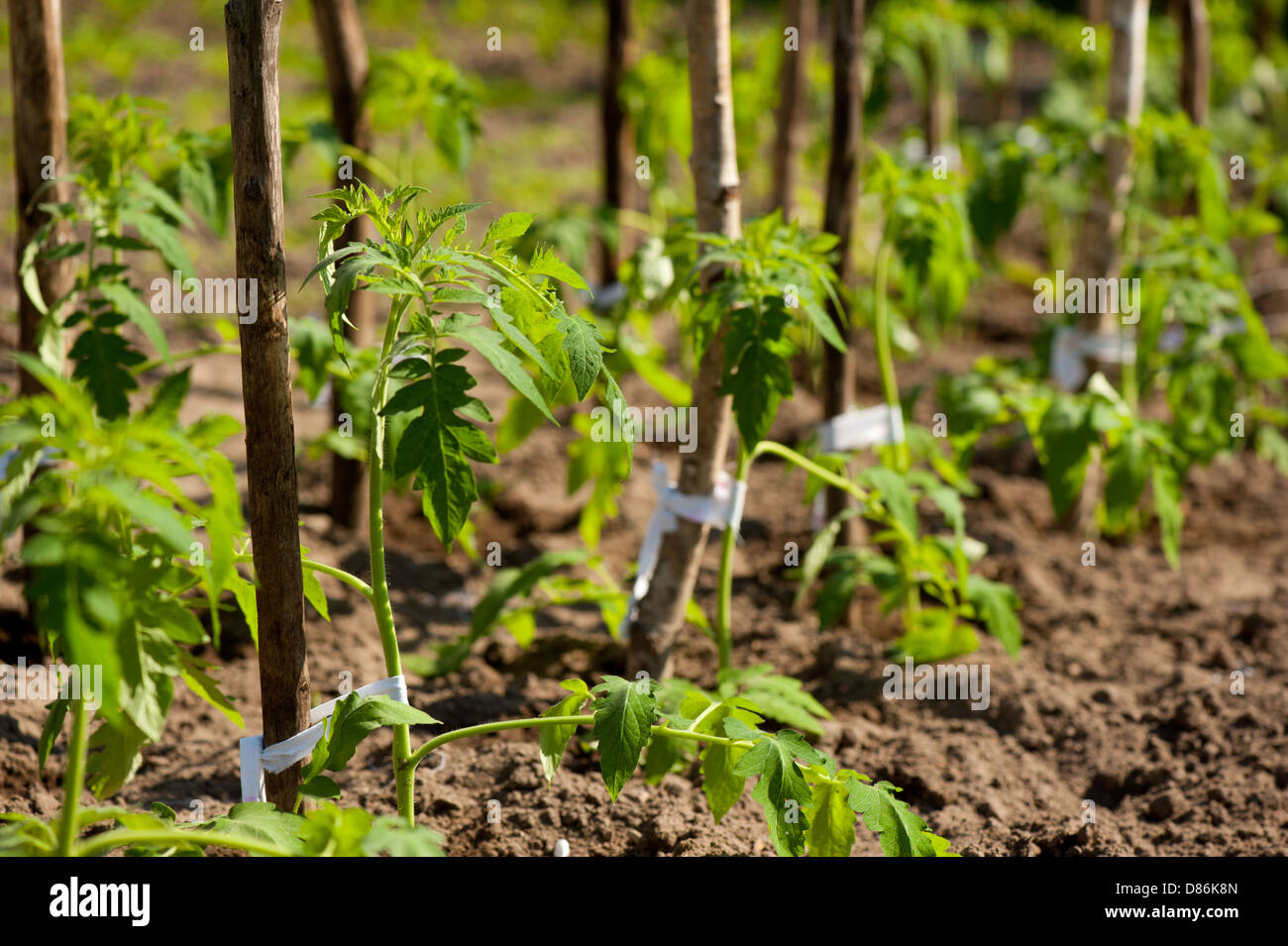 Des plantules de tomate fraîche ligne planté Banque D'Images