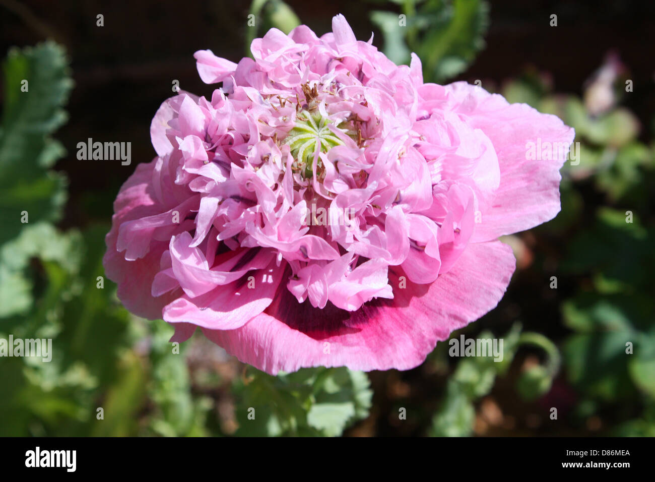 Pavot fleur rose dans un jardin Banque D'Images