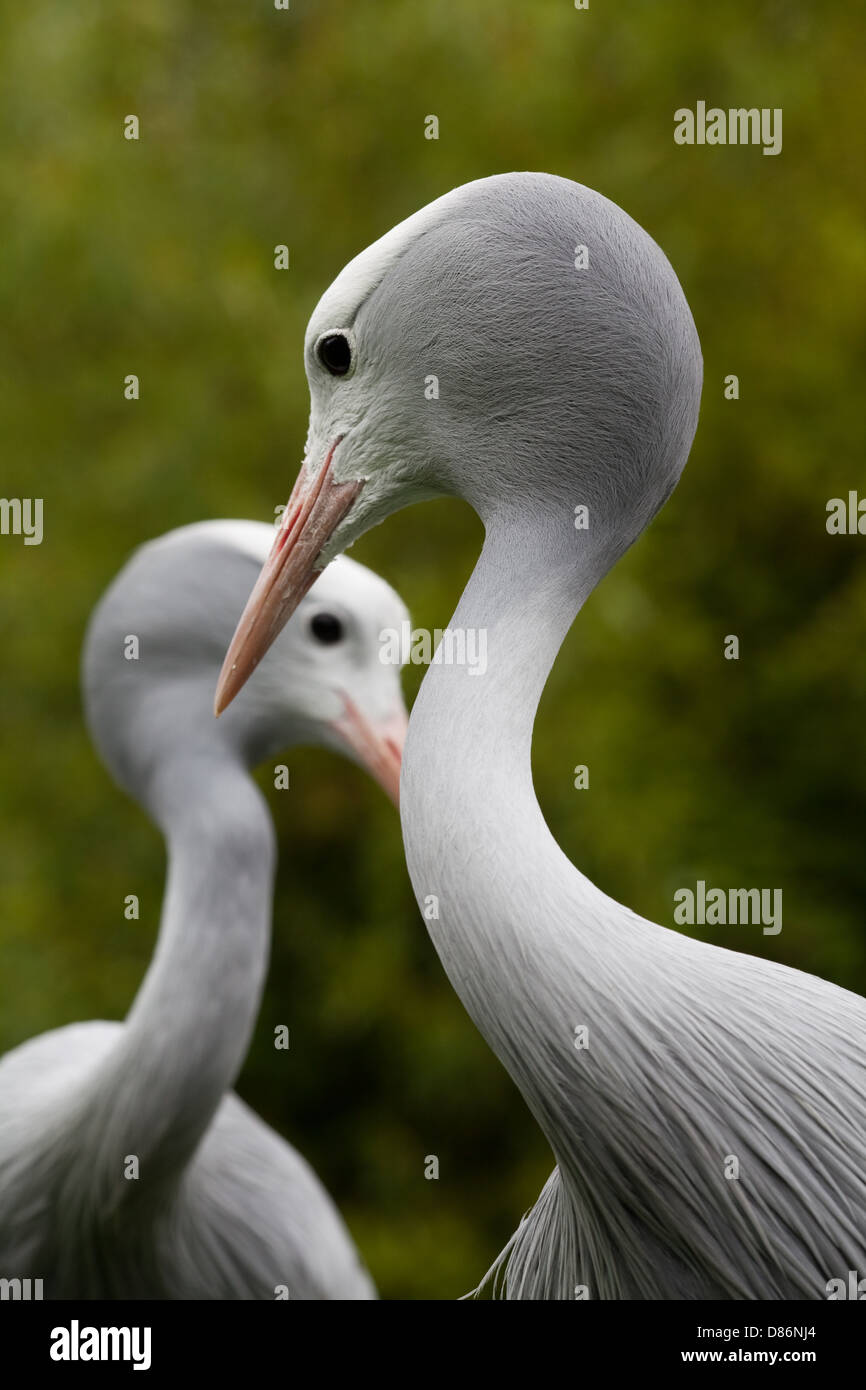 Paradise, Stanley ou grues bleu (Anthropoides paradisea). Paire adultes ; hommes avant. Le sud de l'Afrique du Sud. Oiseau national. Banque D'Images