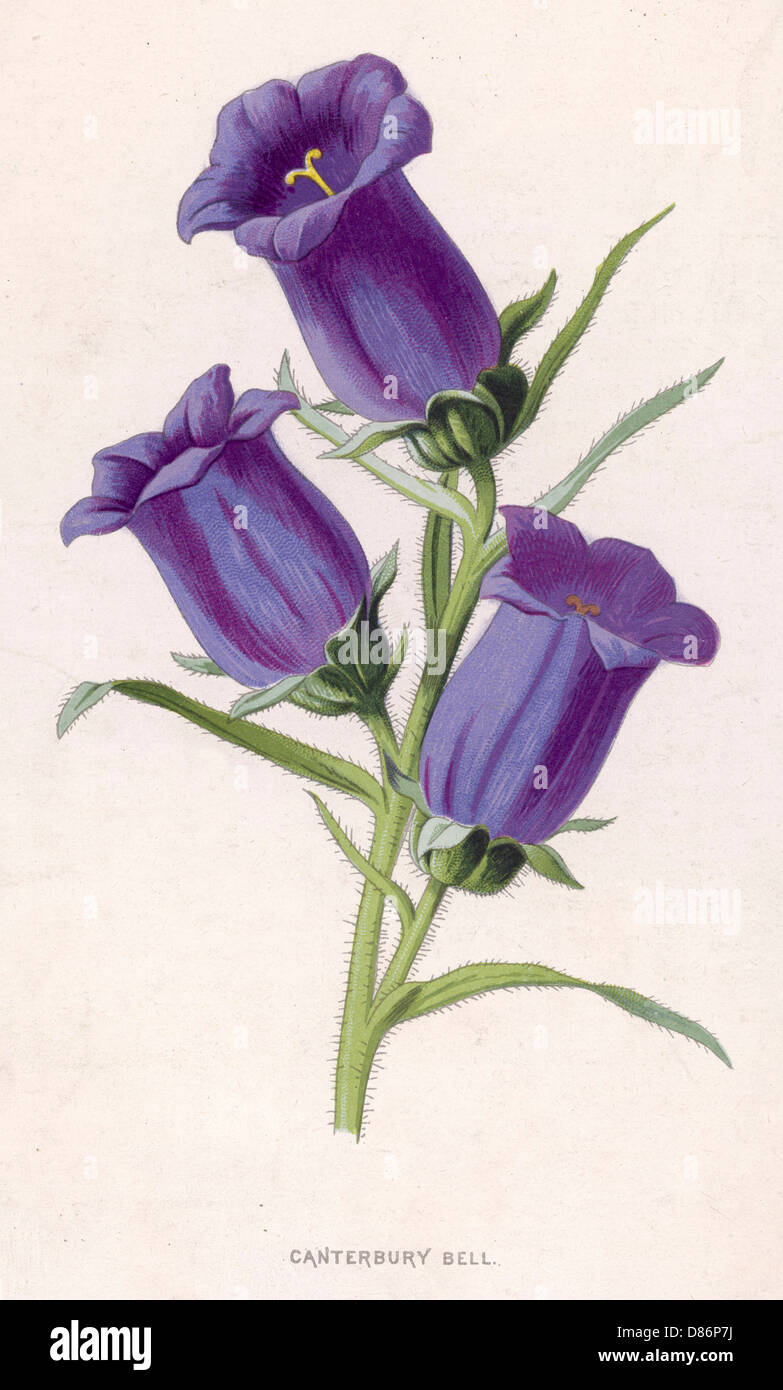 Plantes: Campanula Medium ou Canterbury Bell. Banque D'Images