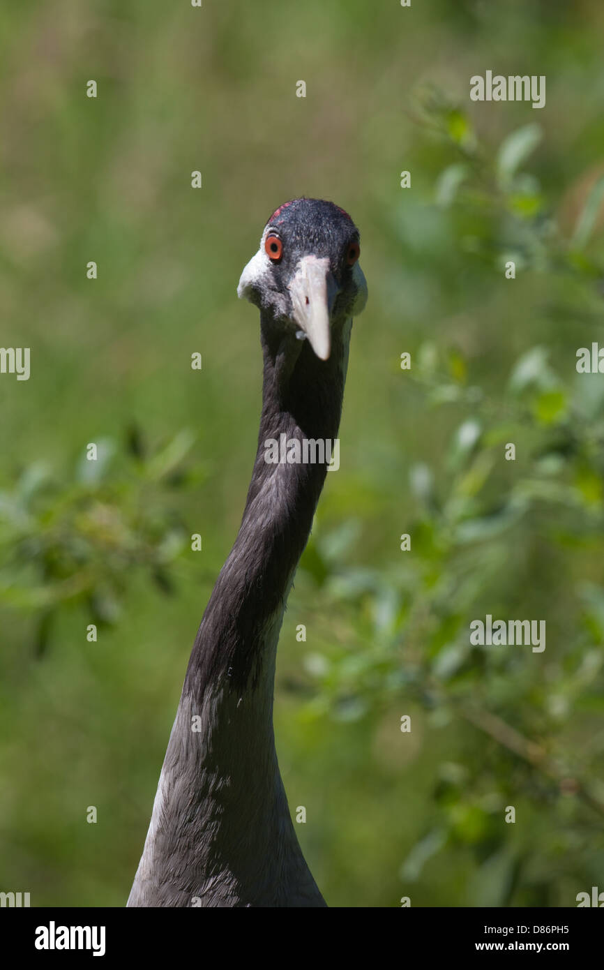 Ou eurasienne Grue cendrée (Grus grus). Se retournant à plus de son dos. Banque D'Images