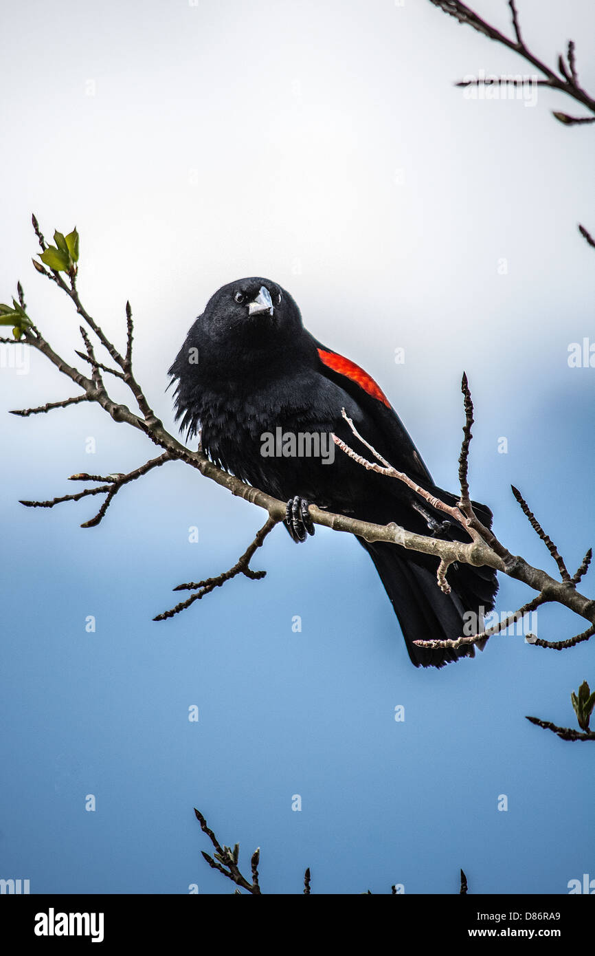 Carouge à épaulettes (Agelaius phoeniceus), Passereau, de la famille, d'oiseaux, Icteridae, troupeau sauvage, nature, printemps Banque D'Images