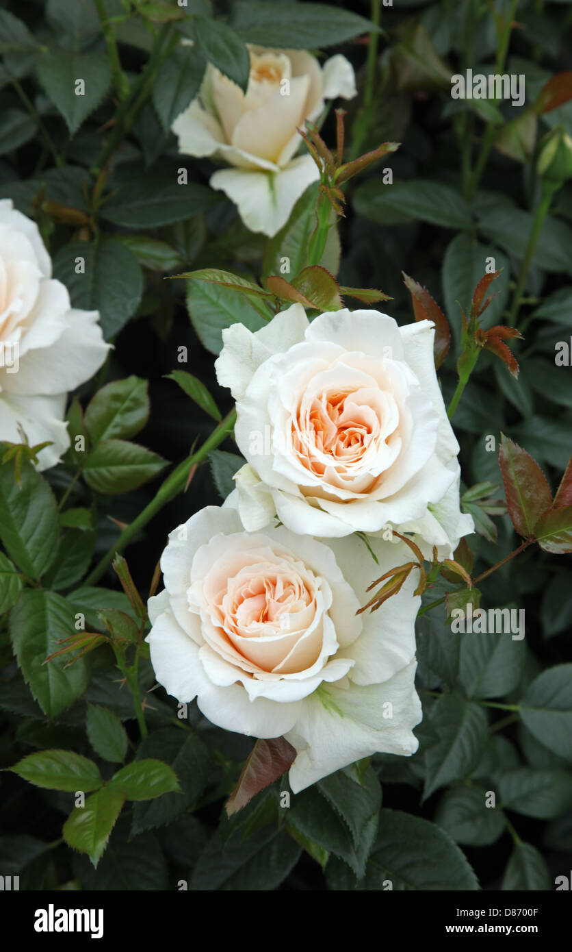Rosa Orgueil et préjugés, de nouveaux cultivars de Harkness Roses, Chelsea Flower Show 2013 Banque D'Images