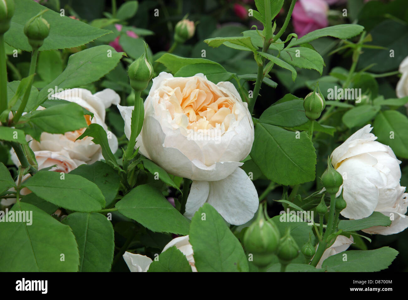 Rosa La Dame jardinier, new English Old Rose par David Austin, Chelsea Flower Show 2013 Banque D'Images