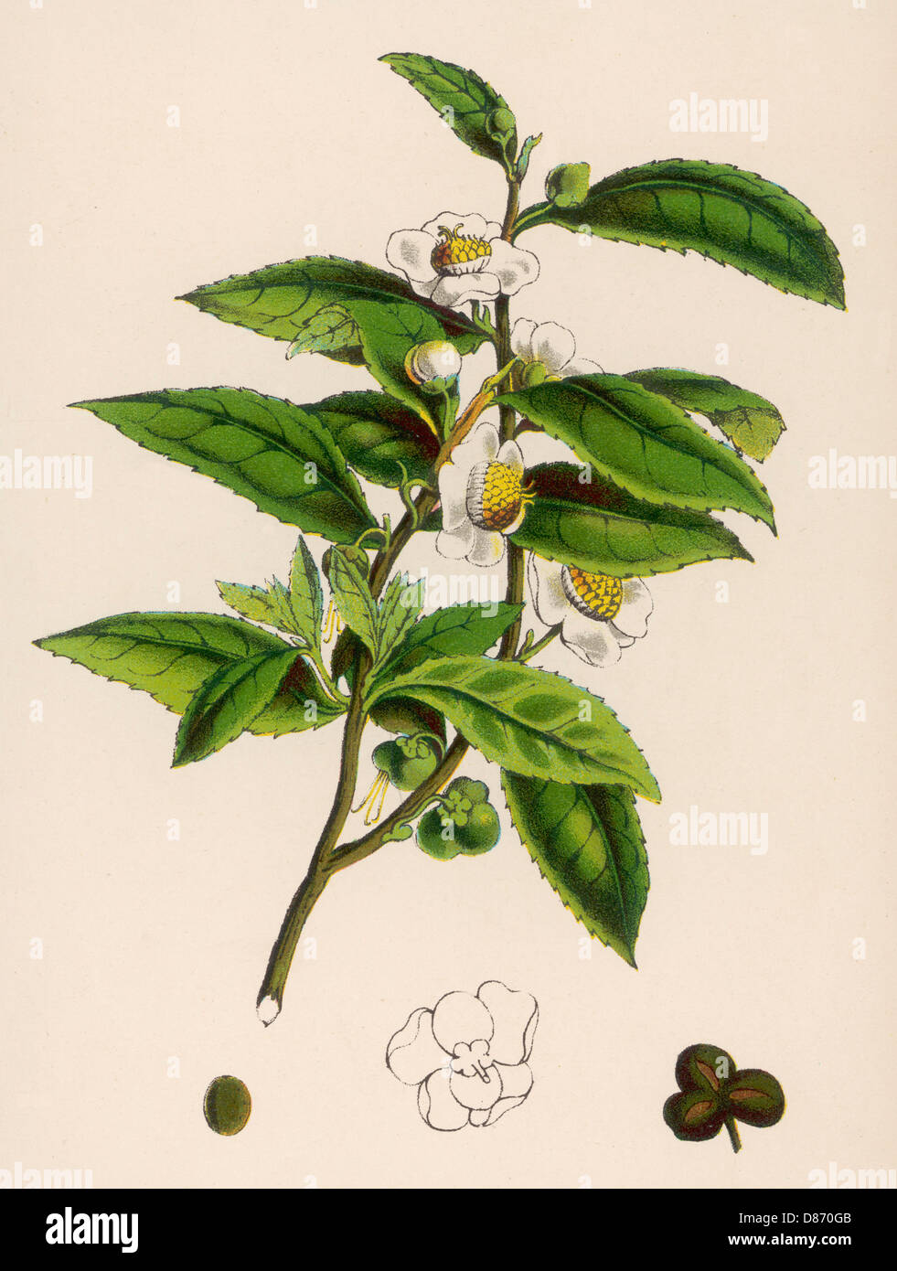 CAMELLIA SINENSIS (THÉ) Banque D'Images