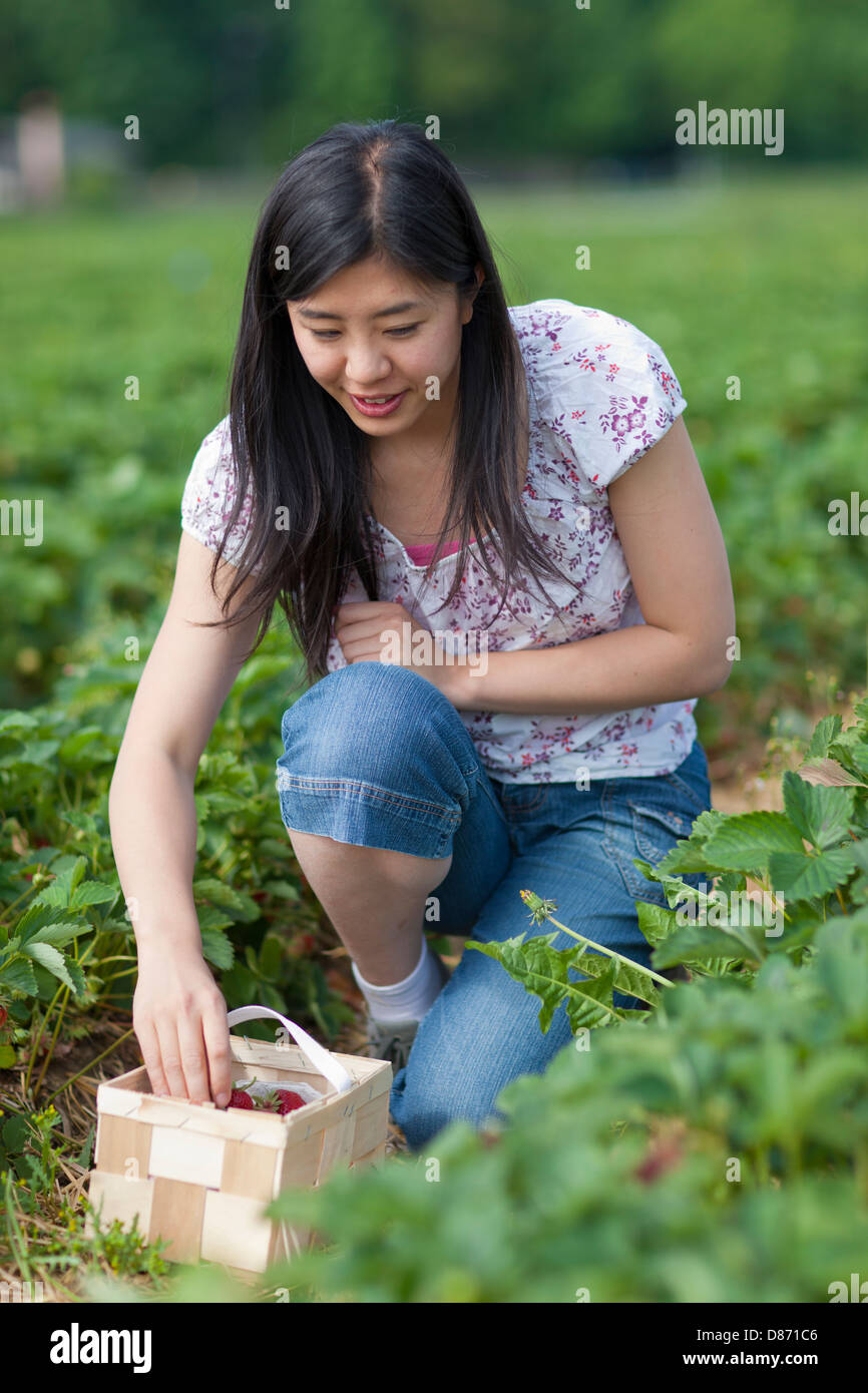 Allemagne, Bavière, jeune japonaise la cueillette des fraises dans le champ Banque D'Images