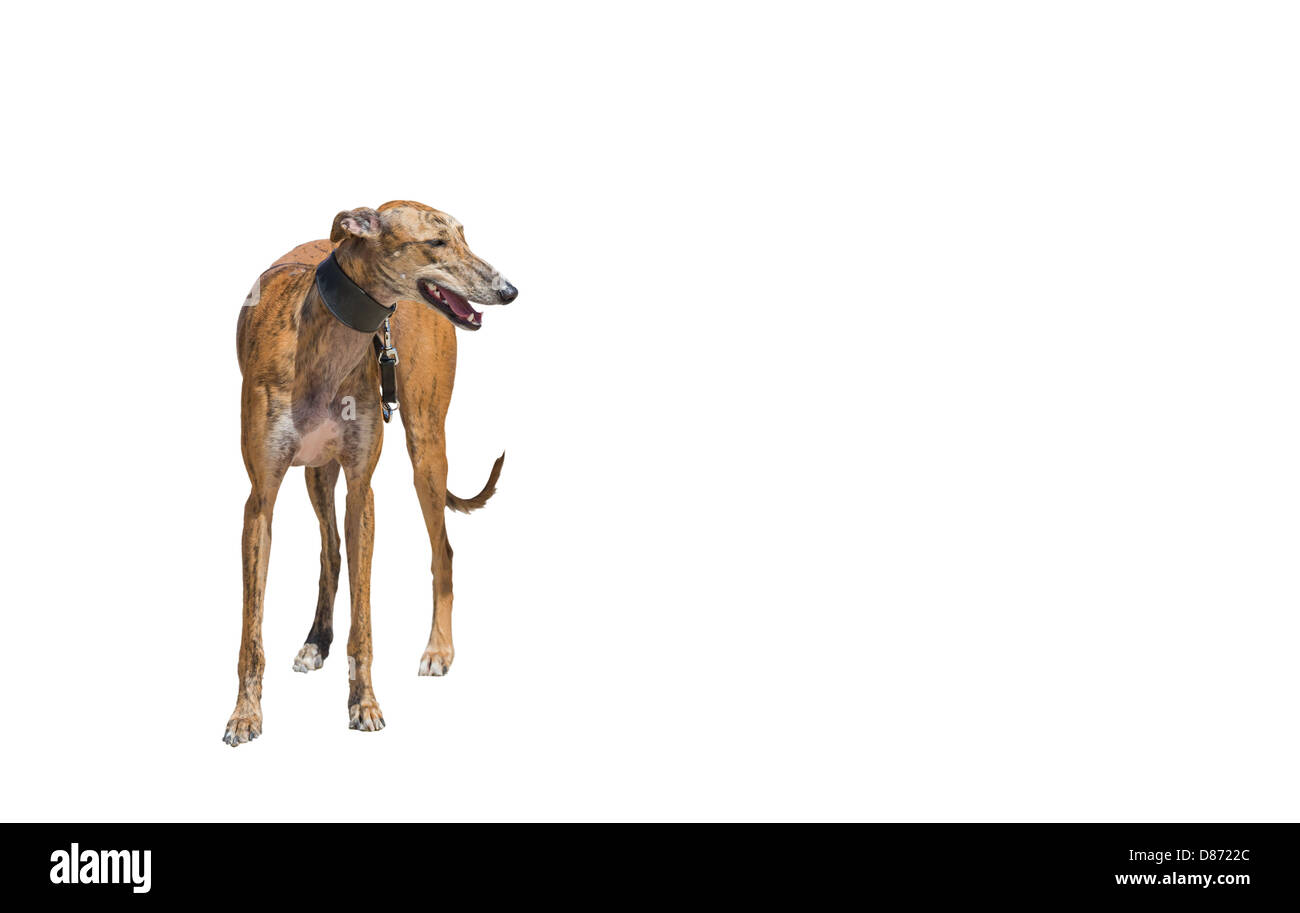 Gros plan Greyhound Banque D'Images