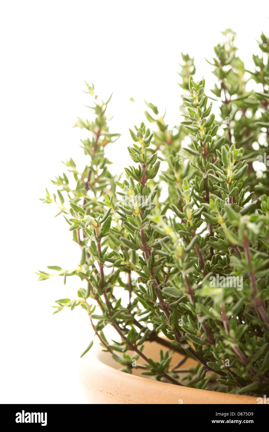 Le thym dans plante en pot against white background, Close up Banque D'Images