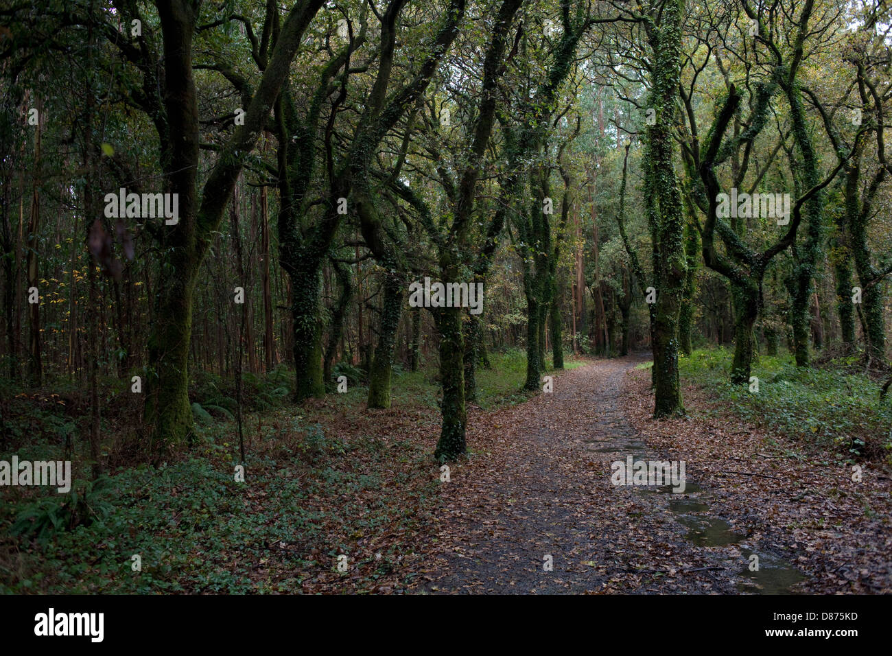 La pluie dans les bois par le Chemin de Saint-Jacques Banque D'Images