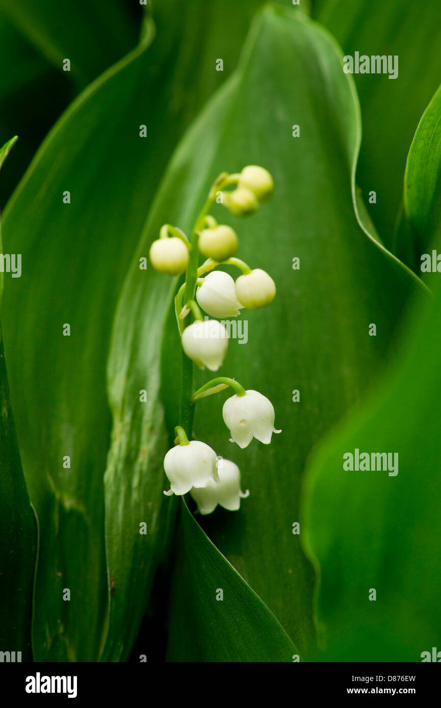 Lily of the Valley Banque D'Images