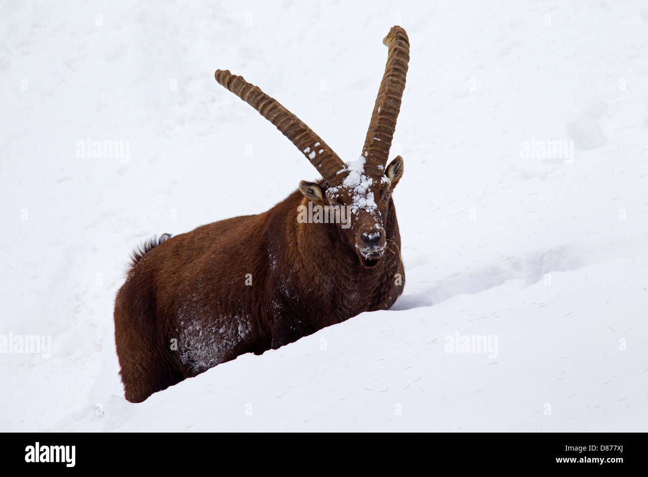 Bouquetin des Alpes (Capra ibex) mâle avec de grandes cornes qui suivent péniblement dans la neige profonde sur la pente de la montagne en hiver dans les Alpes Banque D'Images