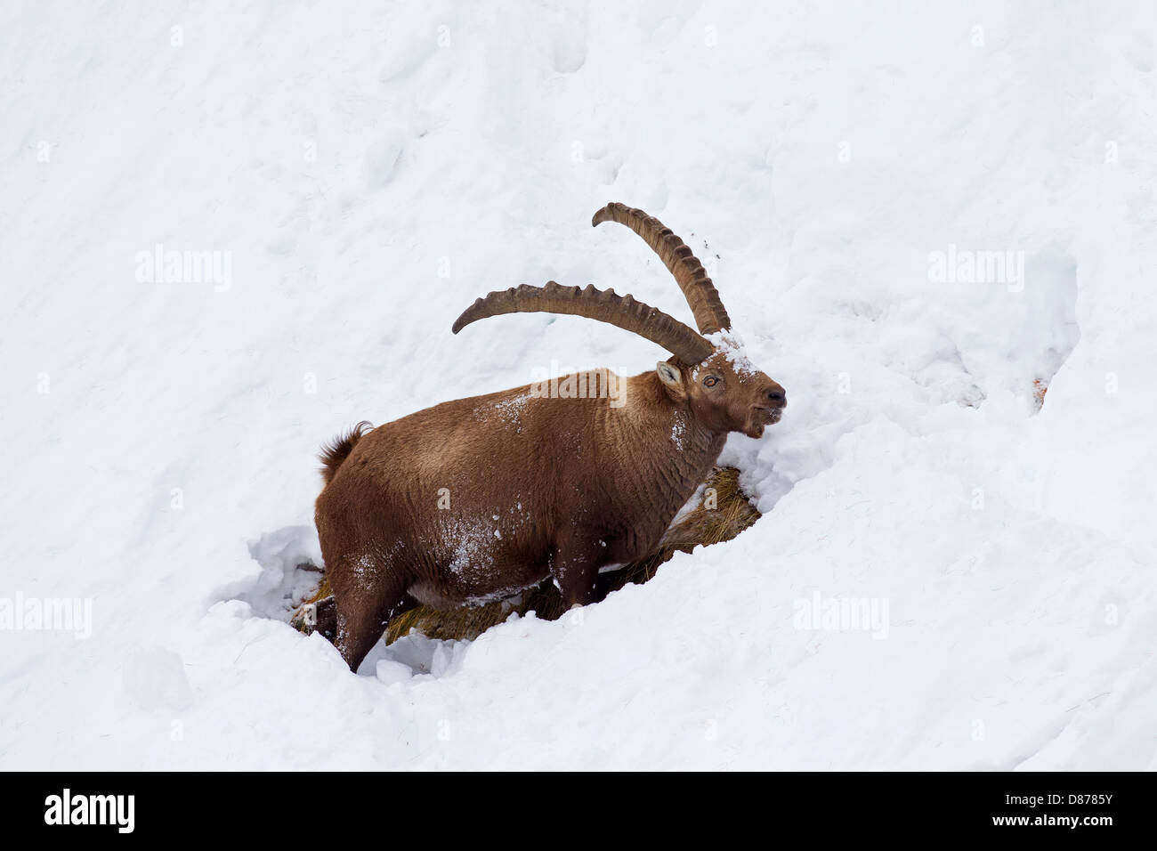 Bouquetin des Alpes (Capra ibex) buck avec de grandes cornes à la recherche de nourriture sur la pente de montagne dans la neige en hiver dans les Alpes Banque D'Images